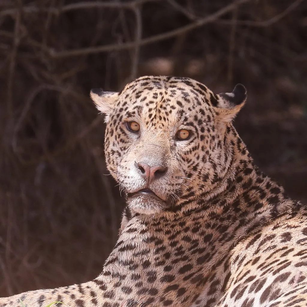 jaguar