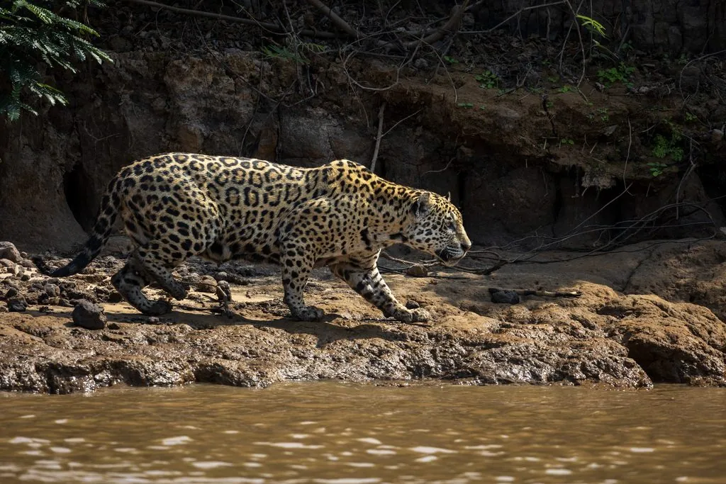 jaguar