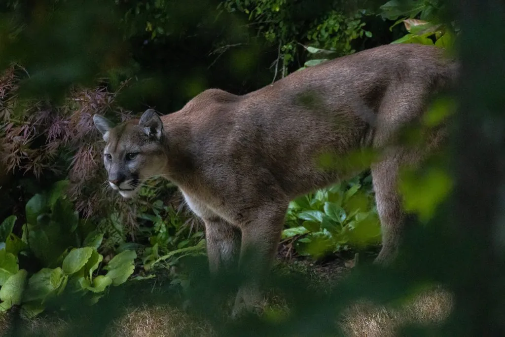 puma