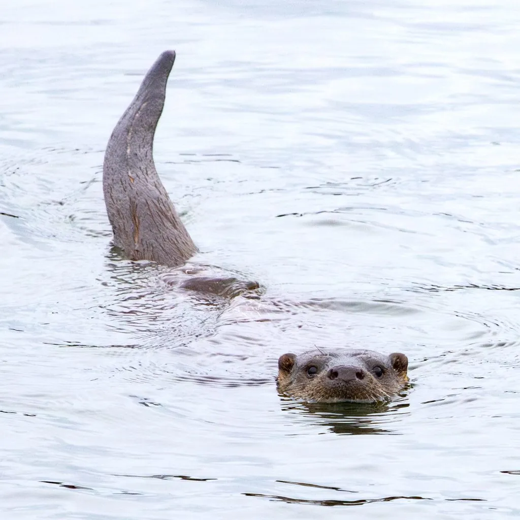 Lontra-europeia