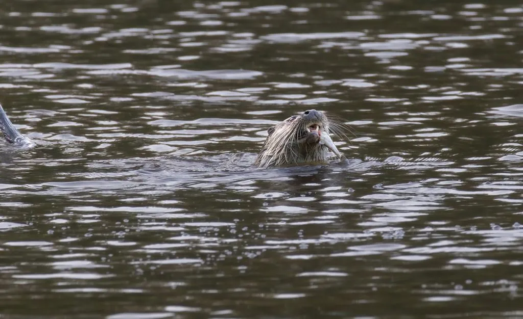 Lontra-europeia