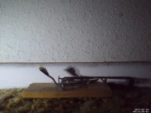 Mus musculus