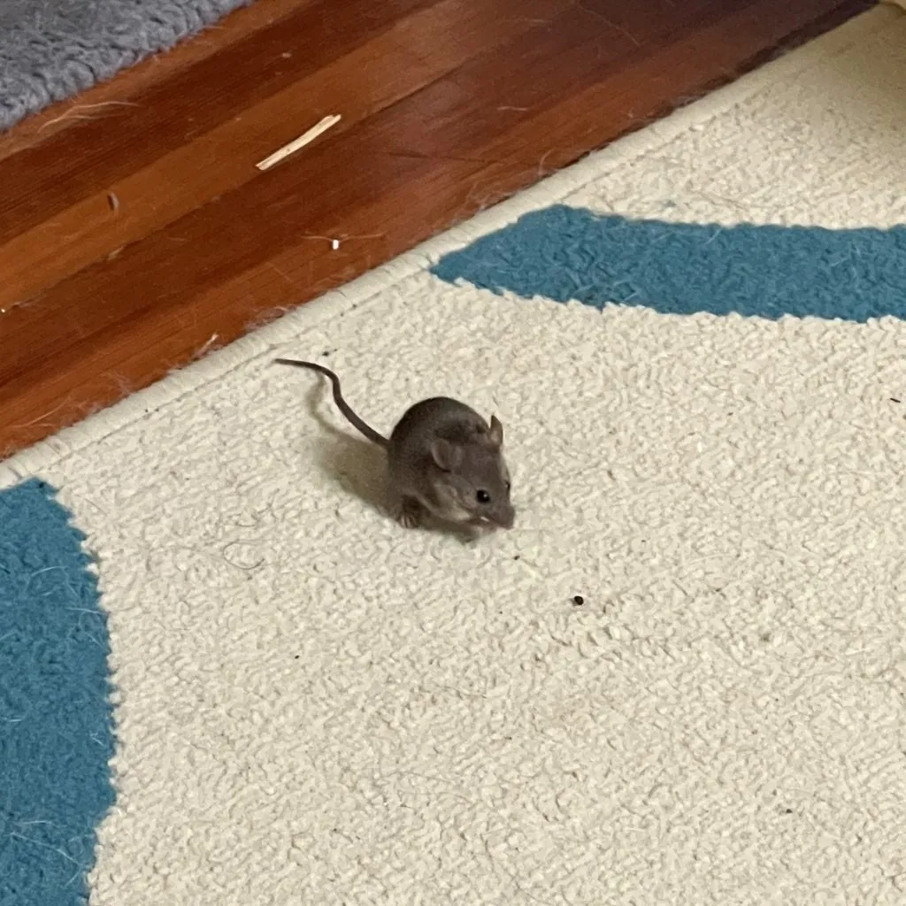 Mus musculus