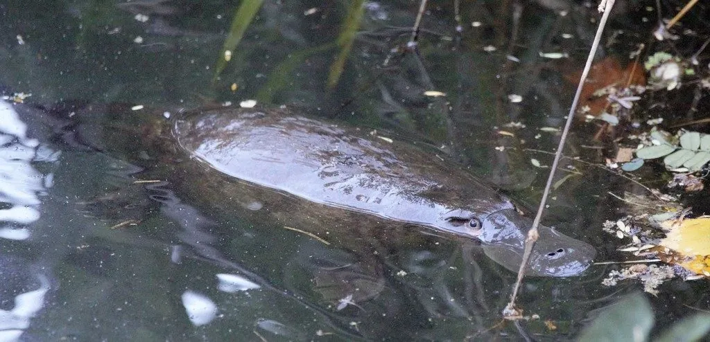 Ornitorrinco