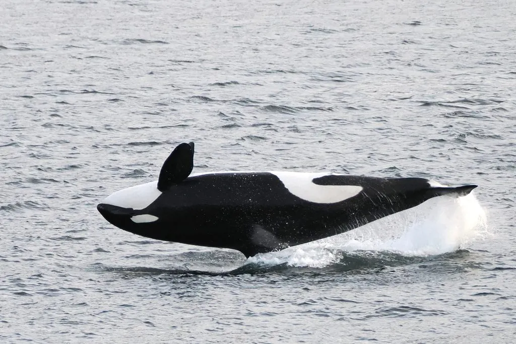 Orca