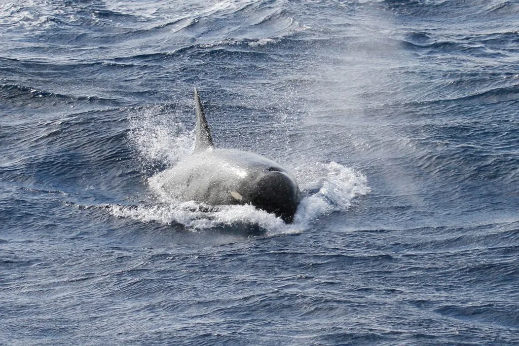 orca