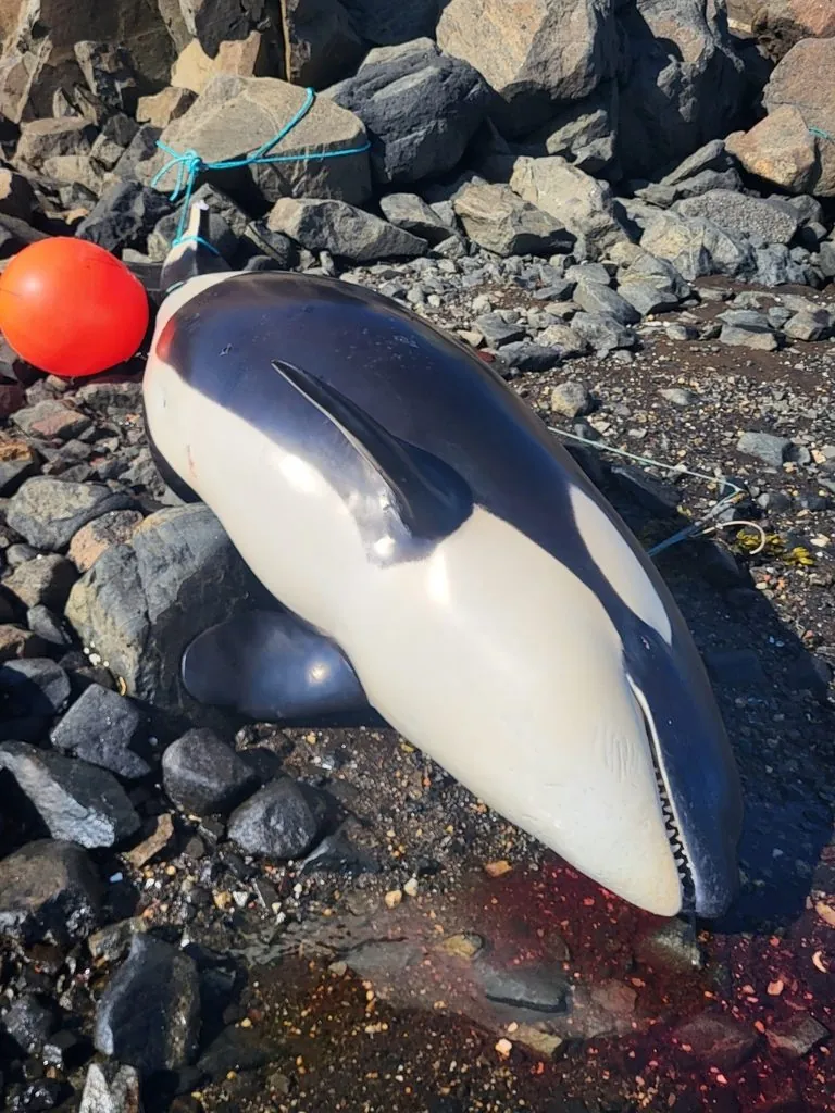 orca