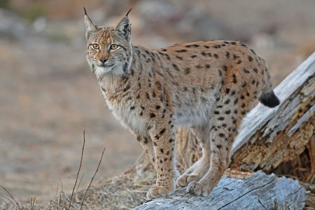 Lince-euroasiático