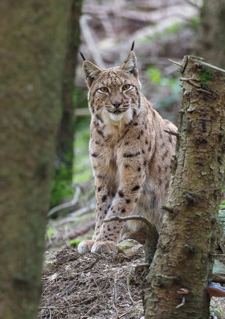 Lince-euroasiático