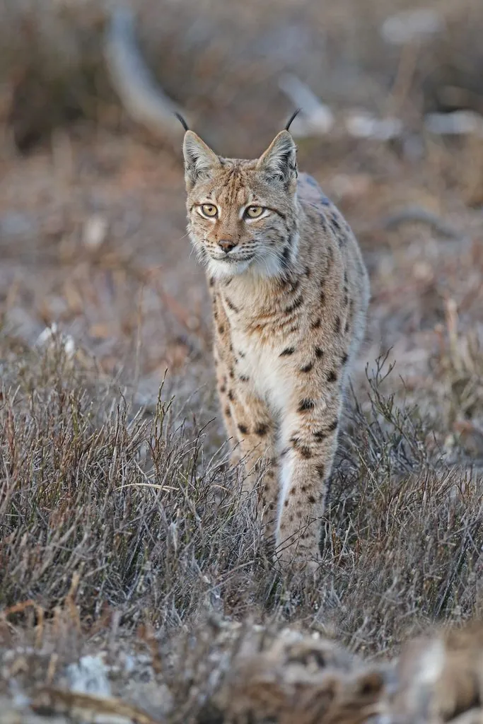 Lince-euroasiático