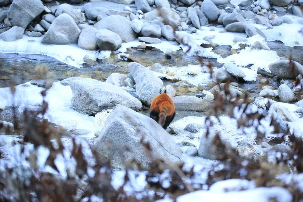 Panda-vermelho