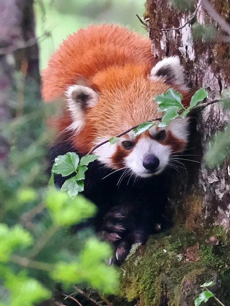 Panda-vermelho