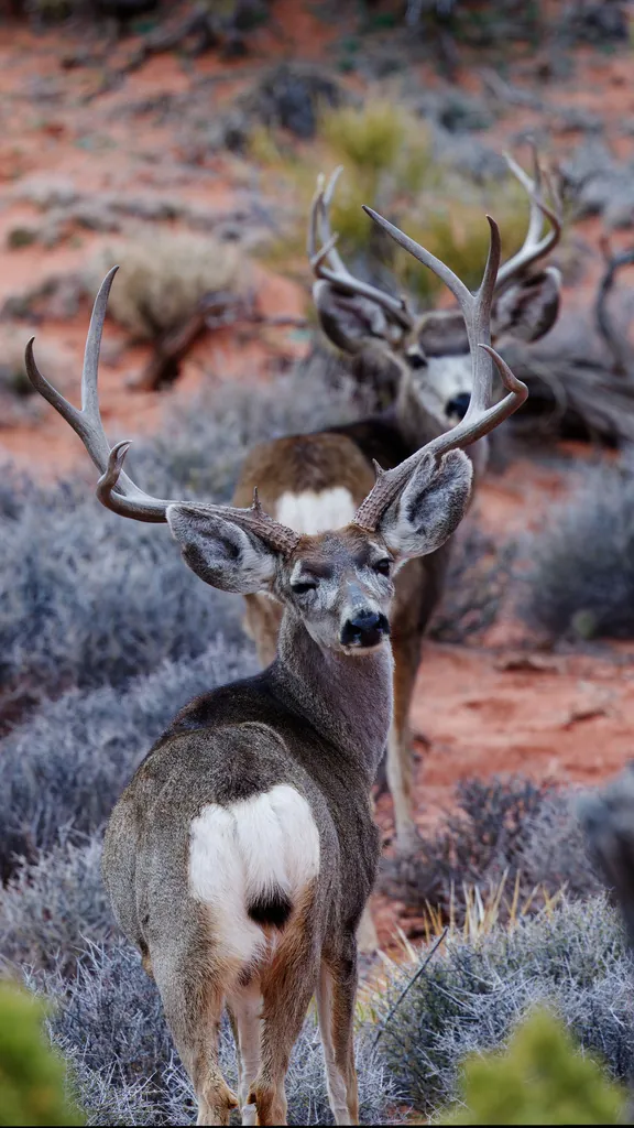 Odocoileus hemionus