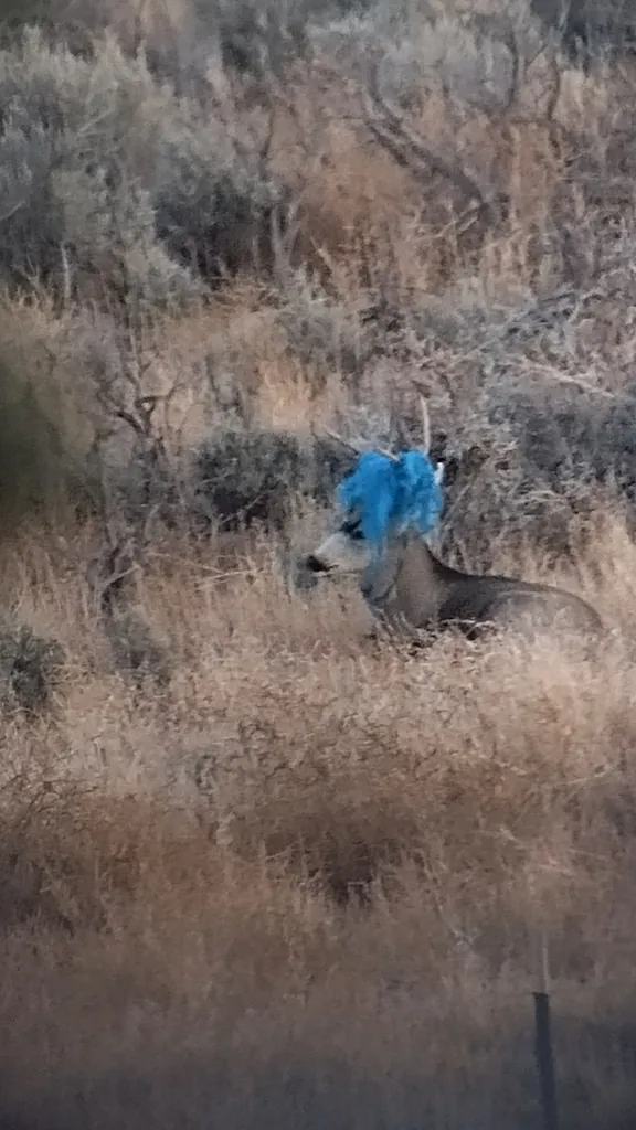 Odocoileus hemionus