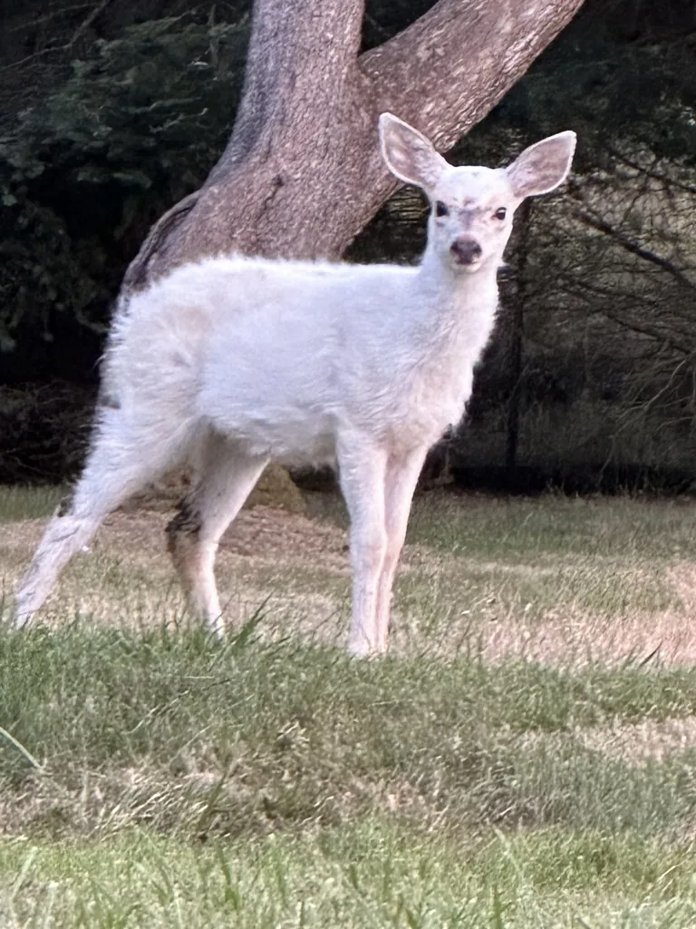 Odocoileus hemionus