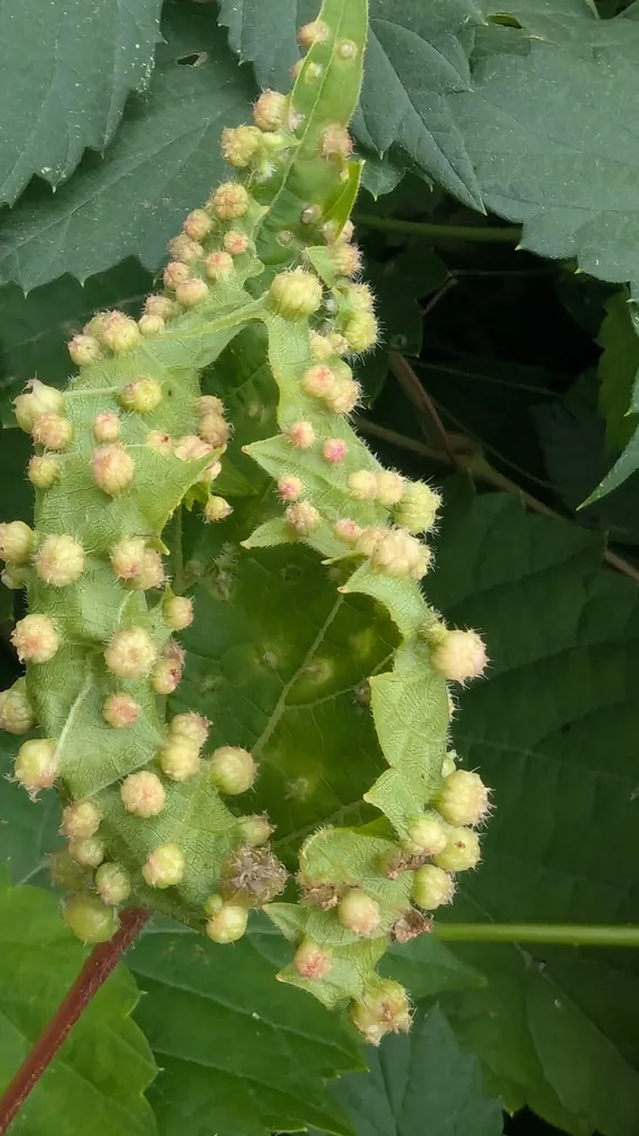 Filoxera