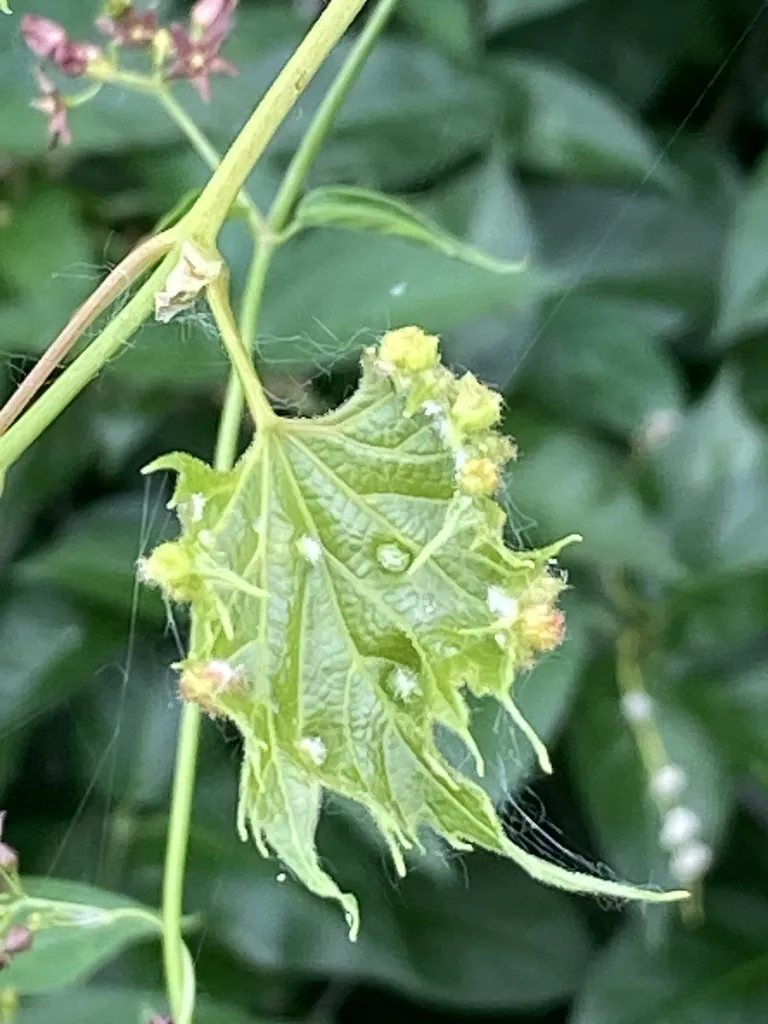 Filoxera
