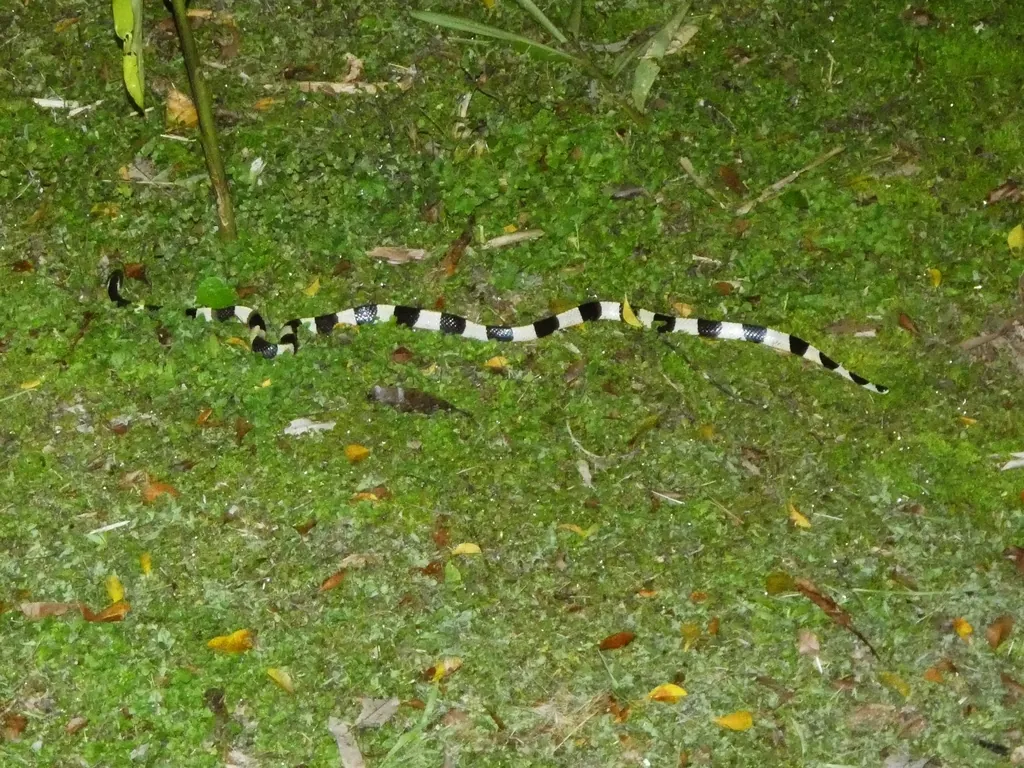 Krait-de-faixas