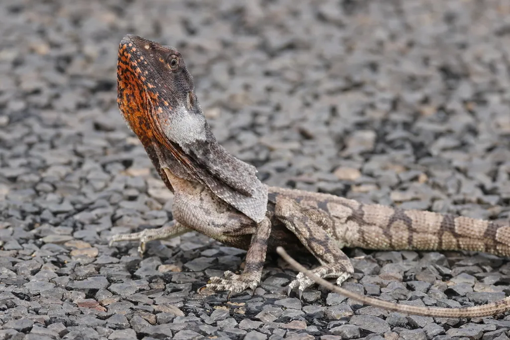 Lagarto-de-gola