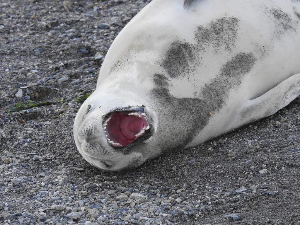 Foca-caranguejeira