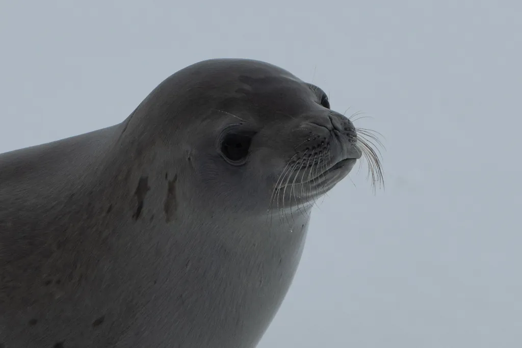 Foca-caranguejeira