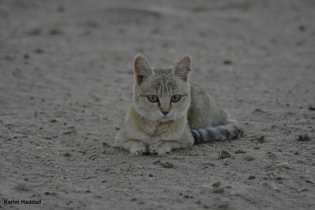 Felis lybica