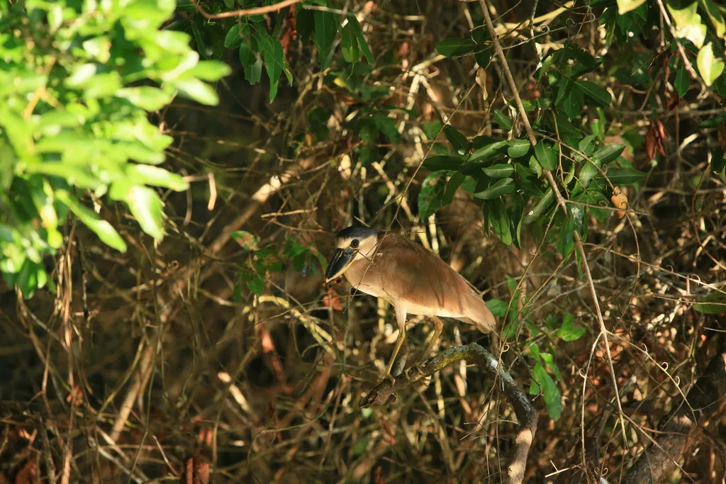 arapapá
