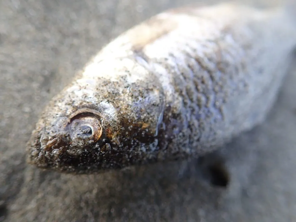 Carassius auratus
