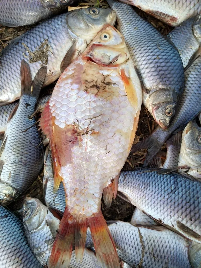 Carassius auratus