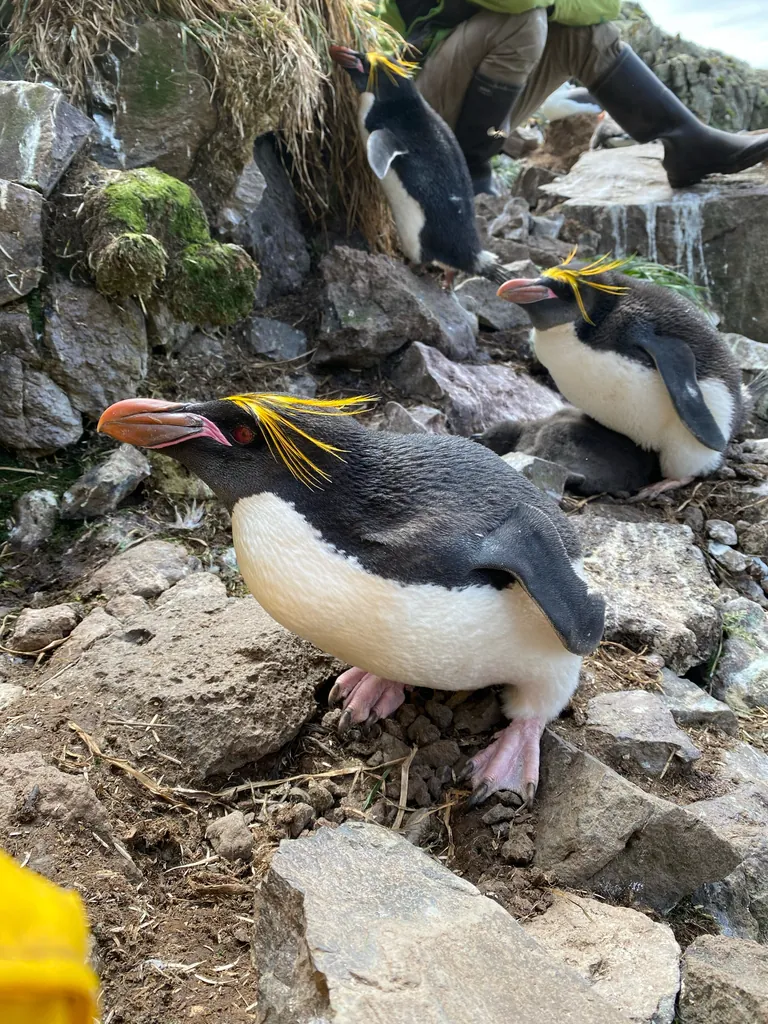 Pinguim-macaroni