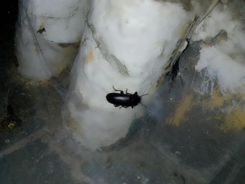 Larva-da-farinha