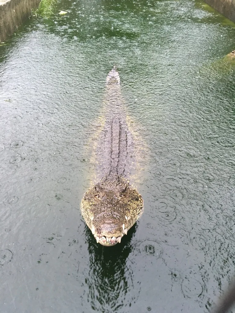 Crocodilo-cubano