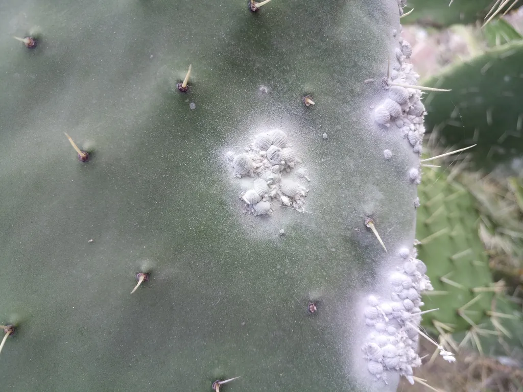 Dactylopius coccus