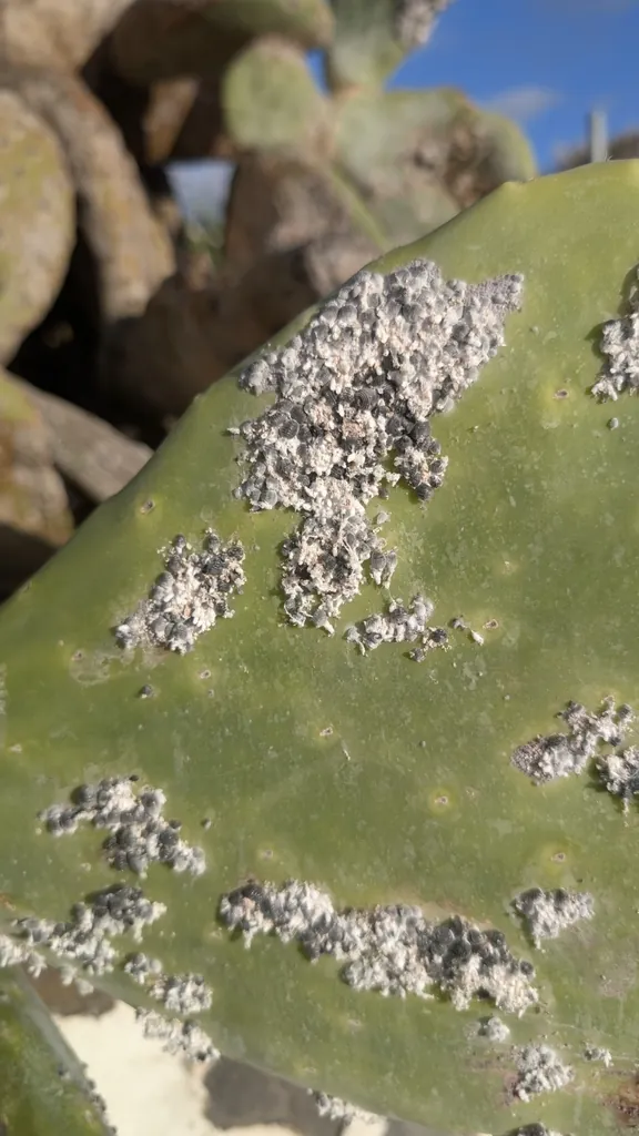 Dactylopius coccus