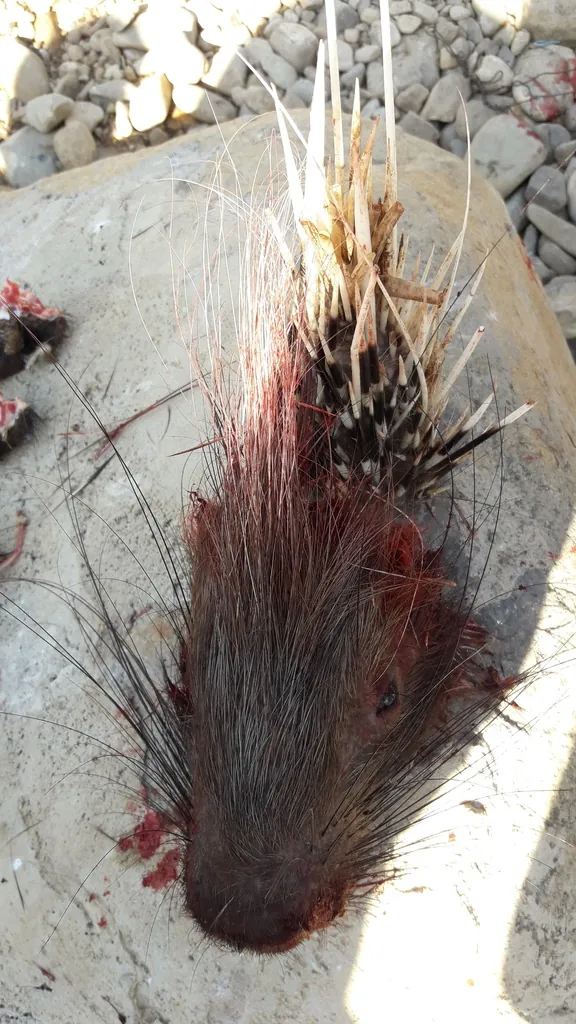 Hystrix cristata