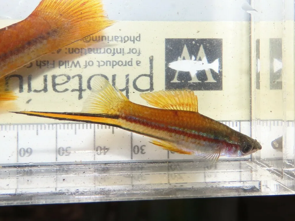 Xiphophorus hellerii