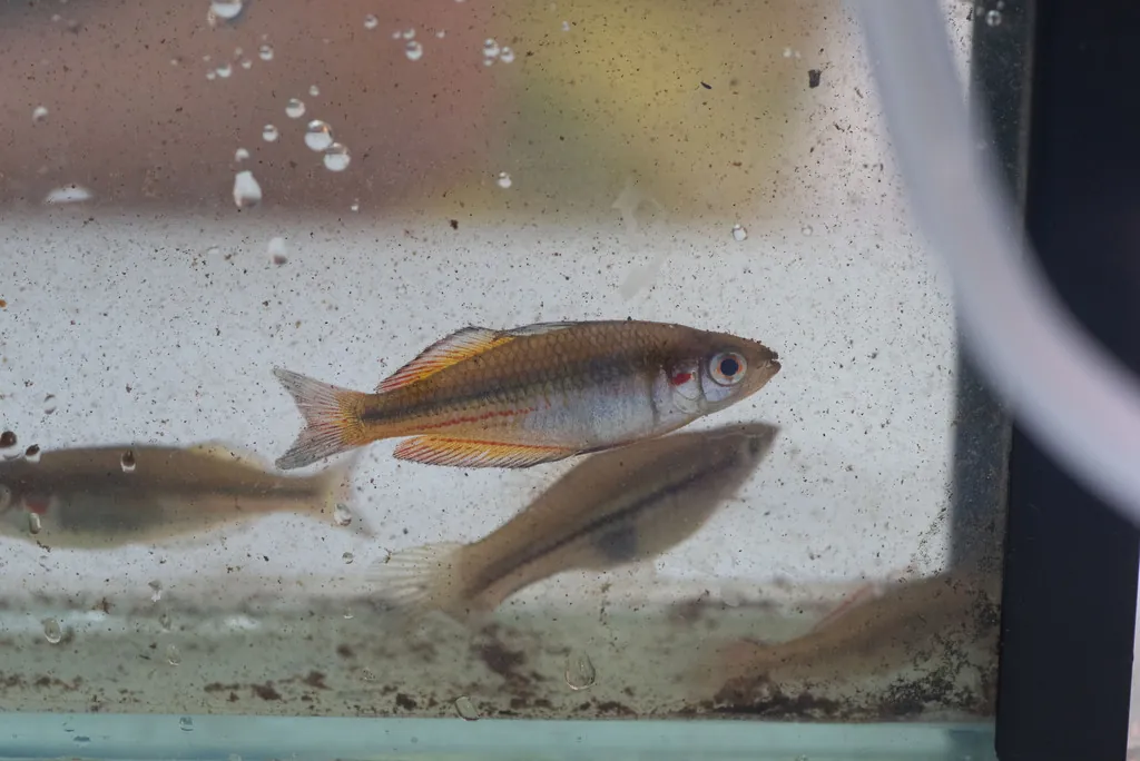 Xiphophorus hellerii