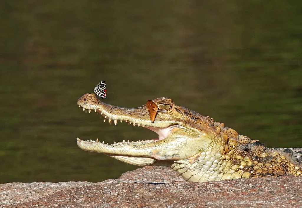 Jacaretinga