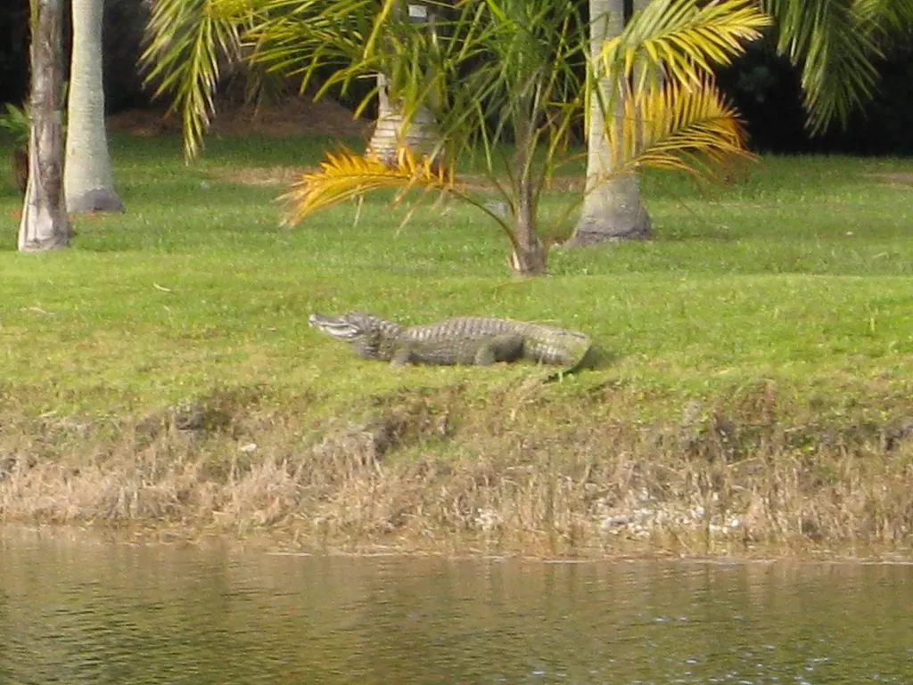 Jacaretinga
