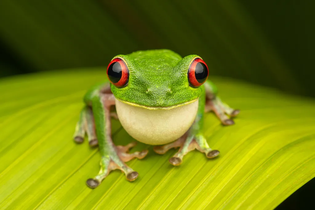 Perereca-de-olhos-vermelhos