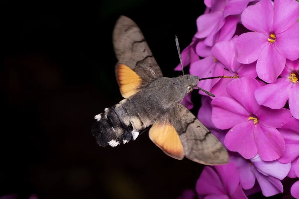 Macroglossum stellatarum