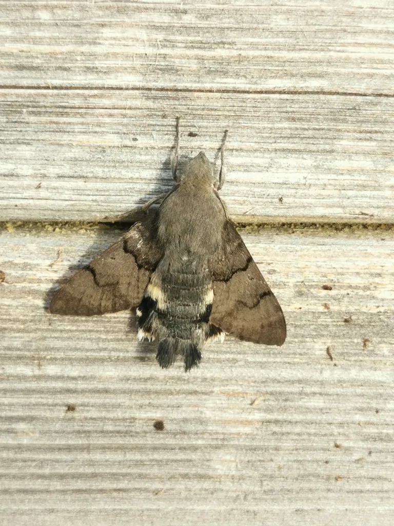 Macroglossum stellatarum