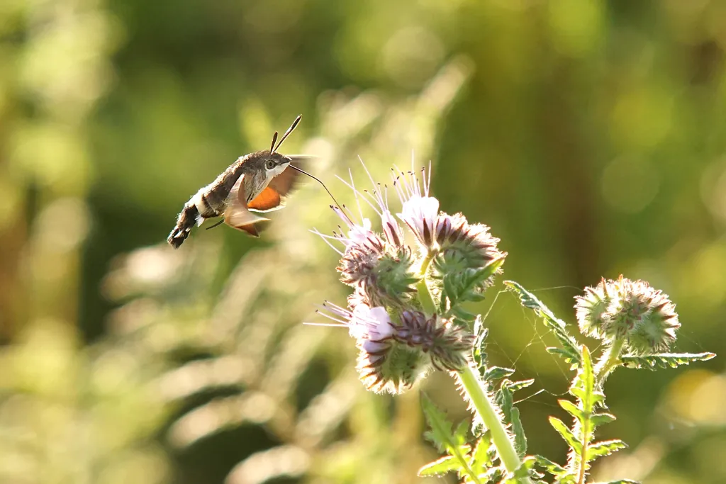 Macroglossum stellatarum