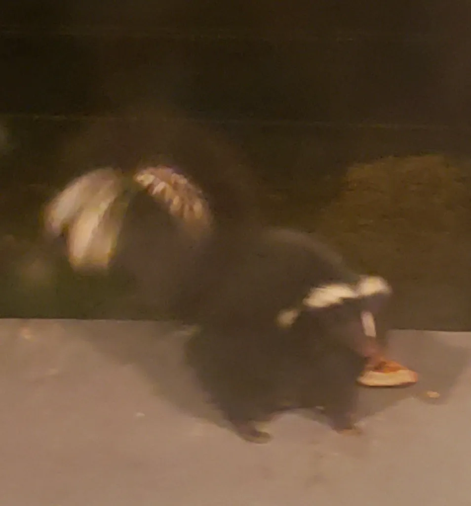 Doninha-fedorenta