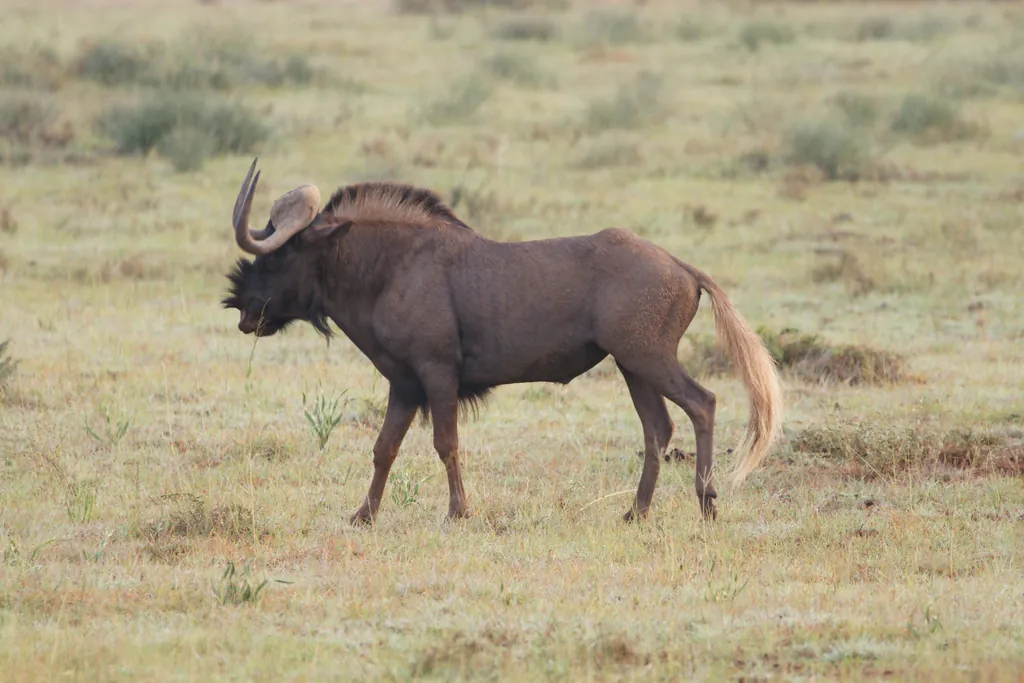 Gnu-de-cauda-branca
