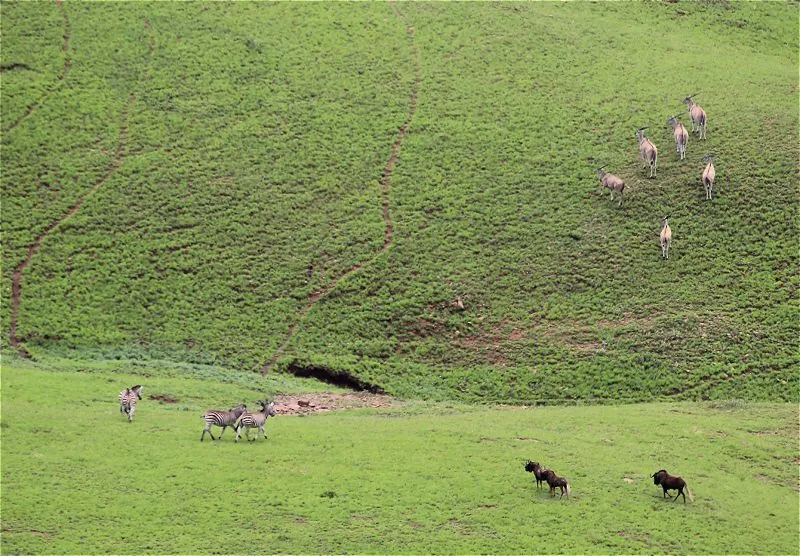 Gnu-de-cauda-branca