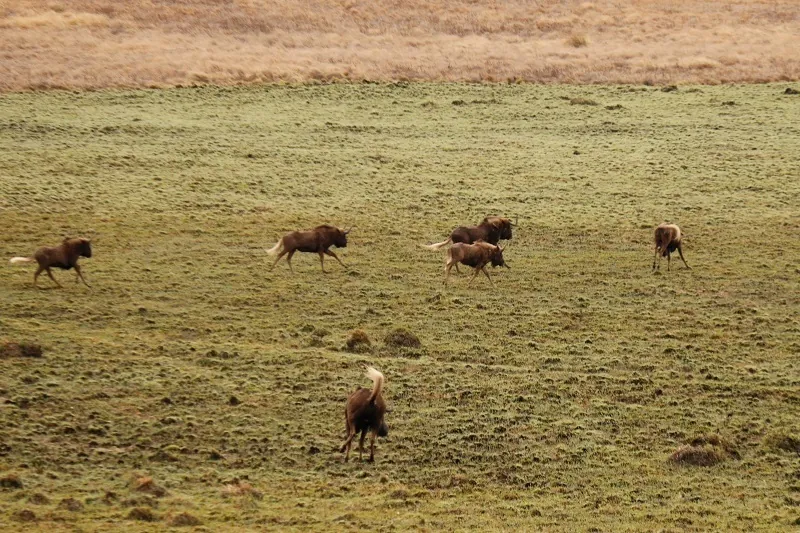 Gnu-de-cauda-branca