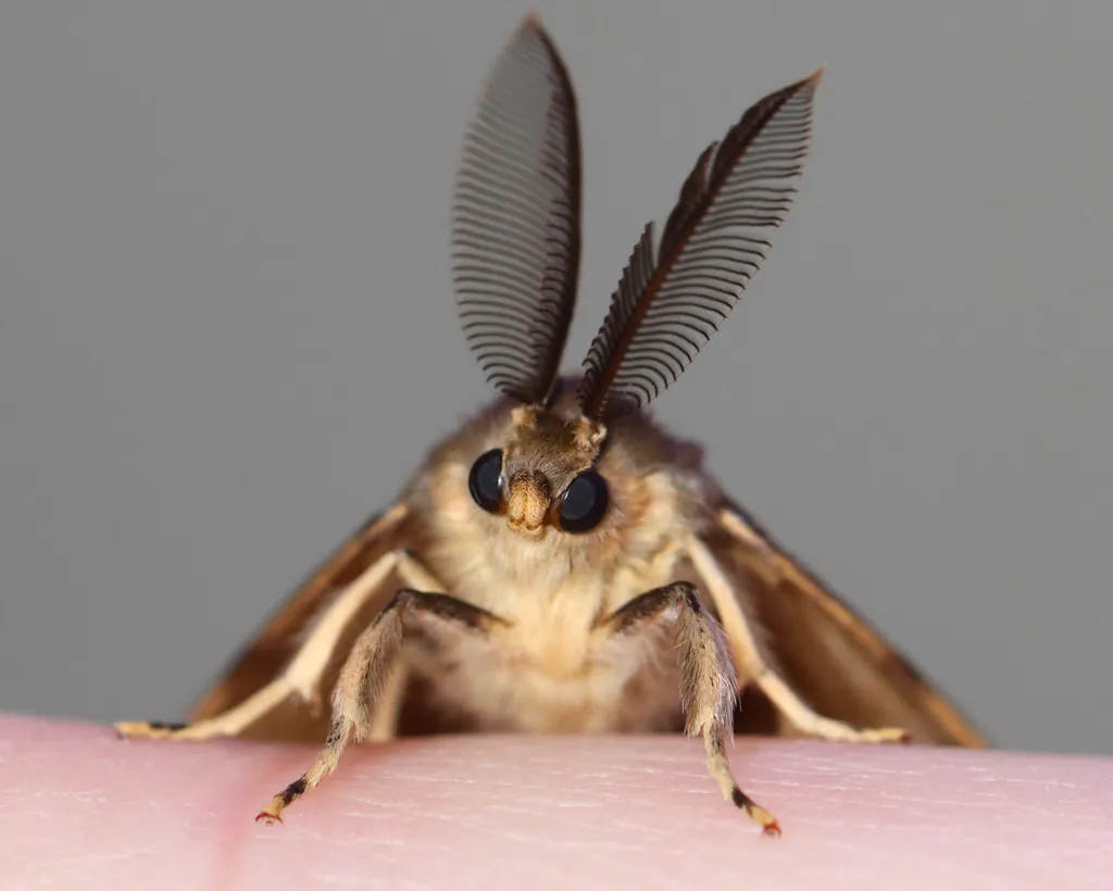 Lymantria dispar