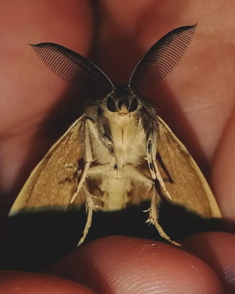 Lymantria dispar