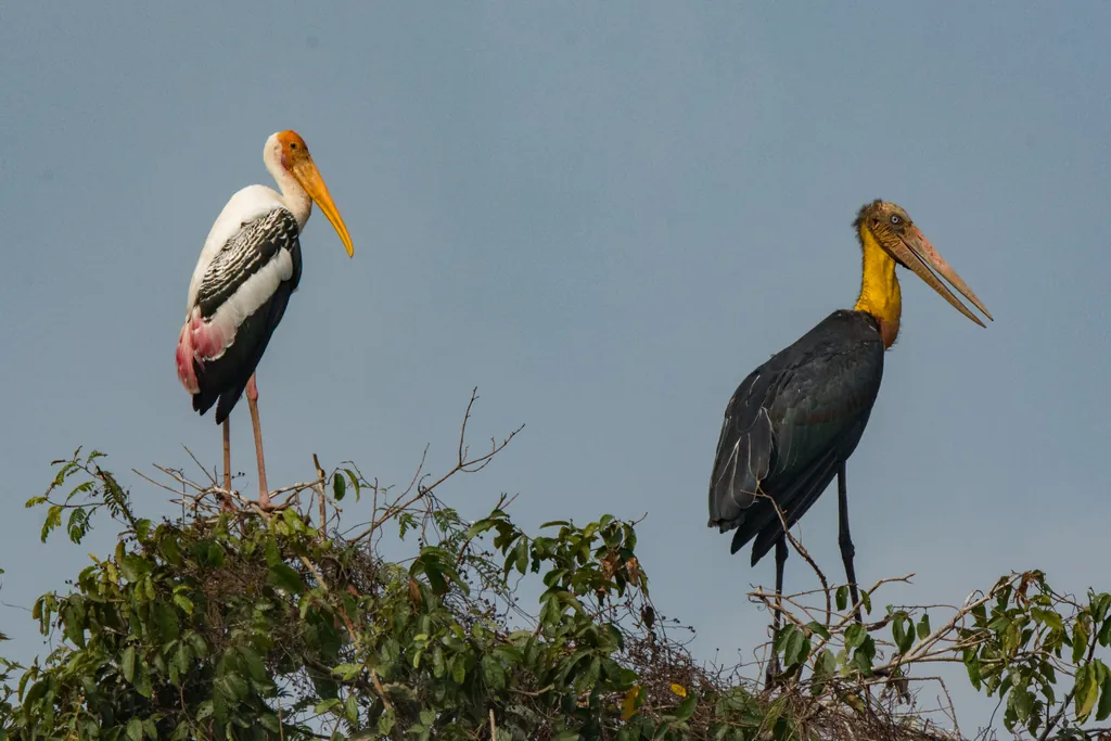 Marabu-pequeno
